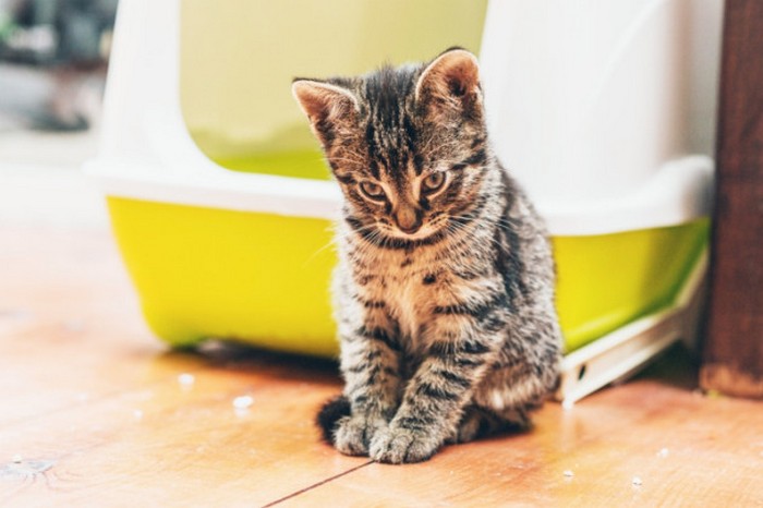 Kleine Katze hat keinen Besitzer