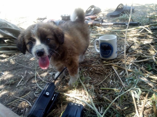 Hund im Donbass