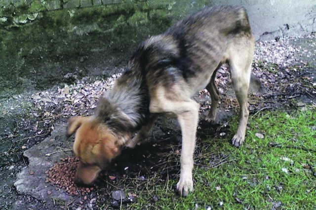 Hund unterernährt im Donbass