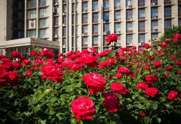 Donezk – die Stadt Millionen Rosen